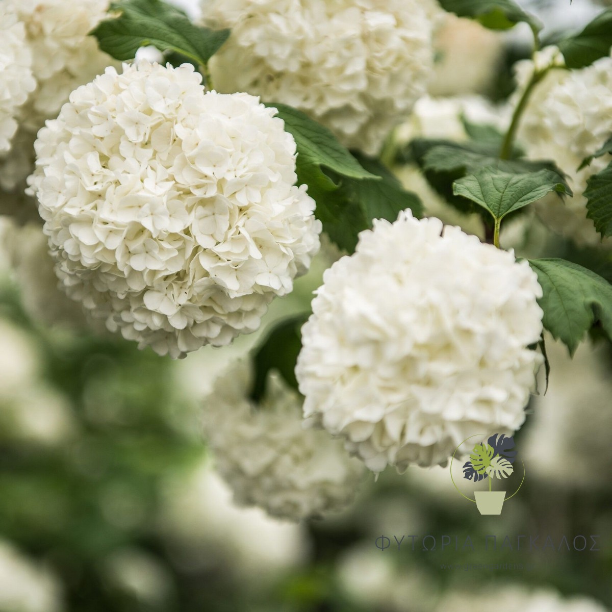 ❄️ ΒΙΒΟΥΡΝΟ “ΧΙΟΝΟΜΠΑΛΟ” – Viburnum opulus - 2 lt